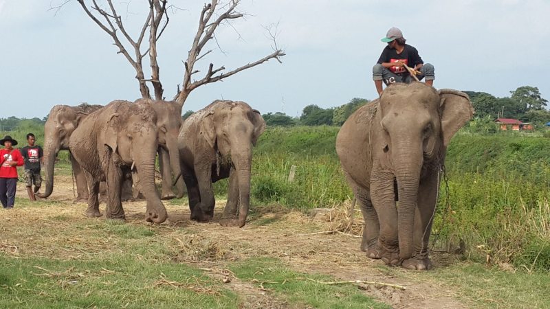 working elephant village